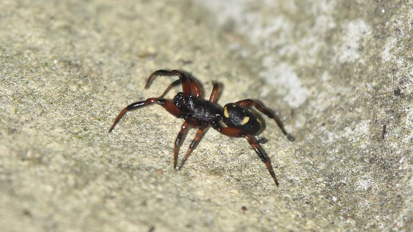 ragno nero con giallo:   Asagena sp. - Bannio (VCO)