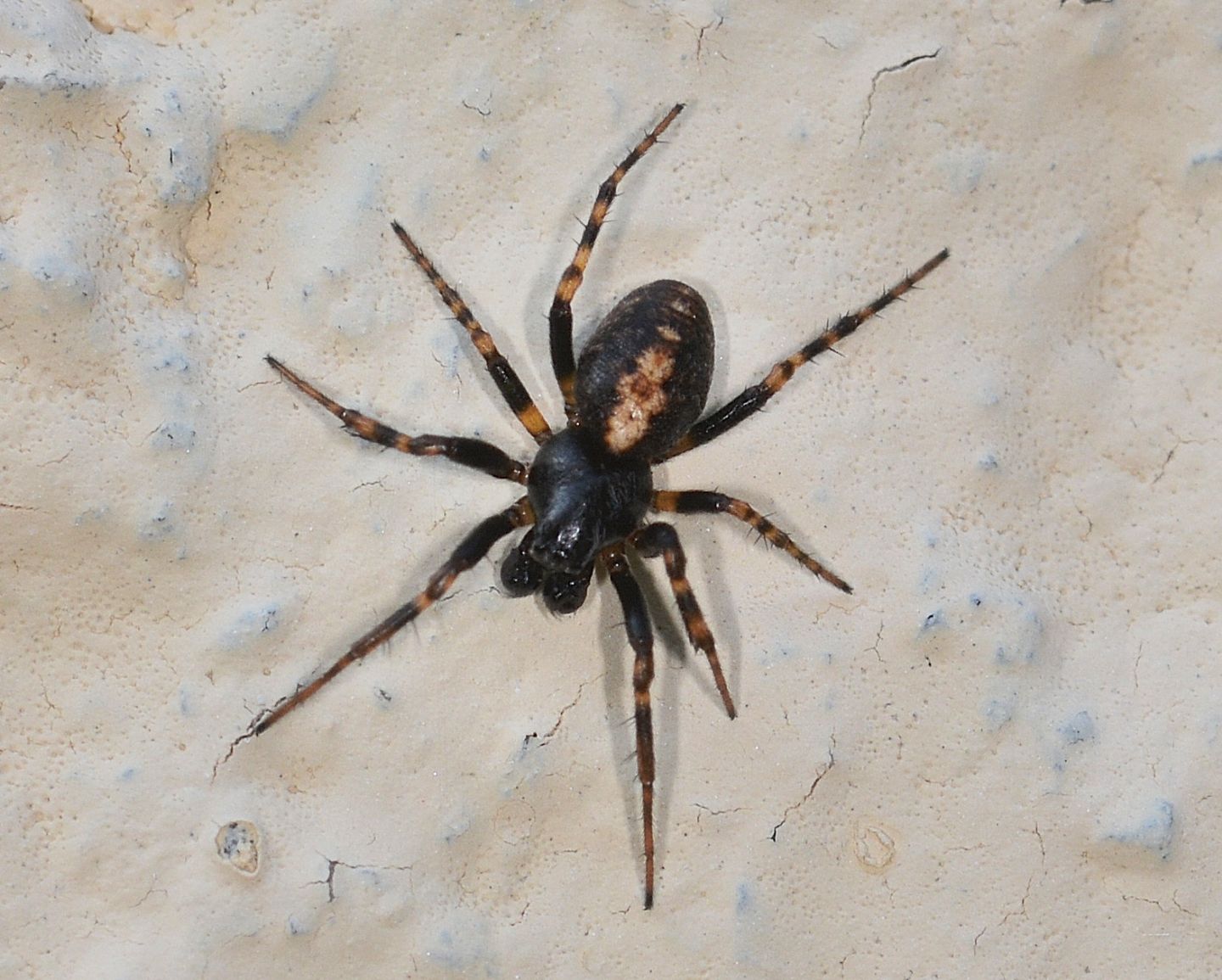 altra Asagena ?  No, Cercidia prominens, maschio - Bannio Anzino (VCO)