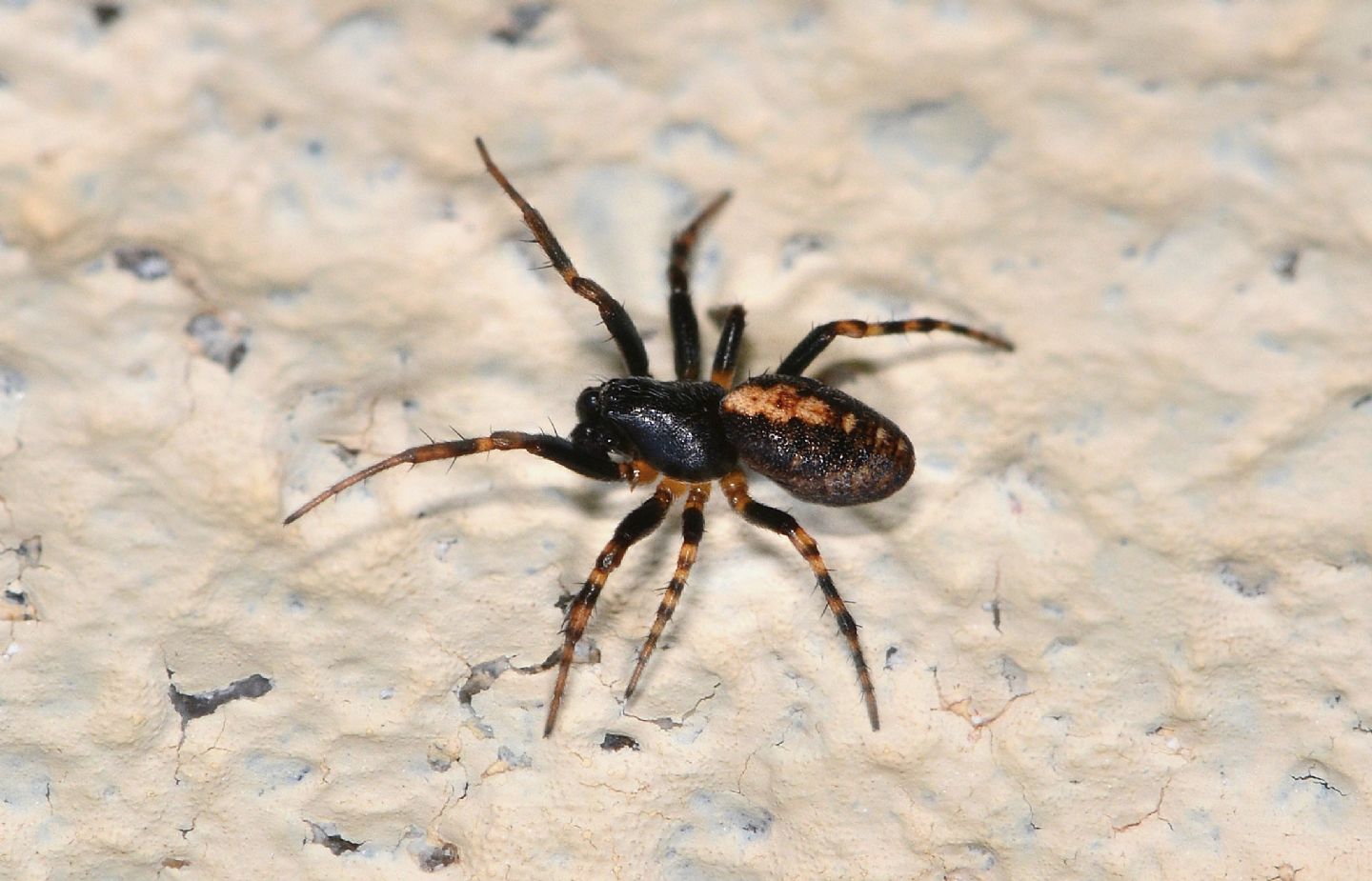 altra Asagena ?  No, Cercidia prominens, maschio - Bannio Anzino (VCO)