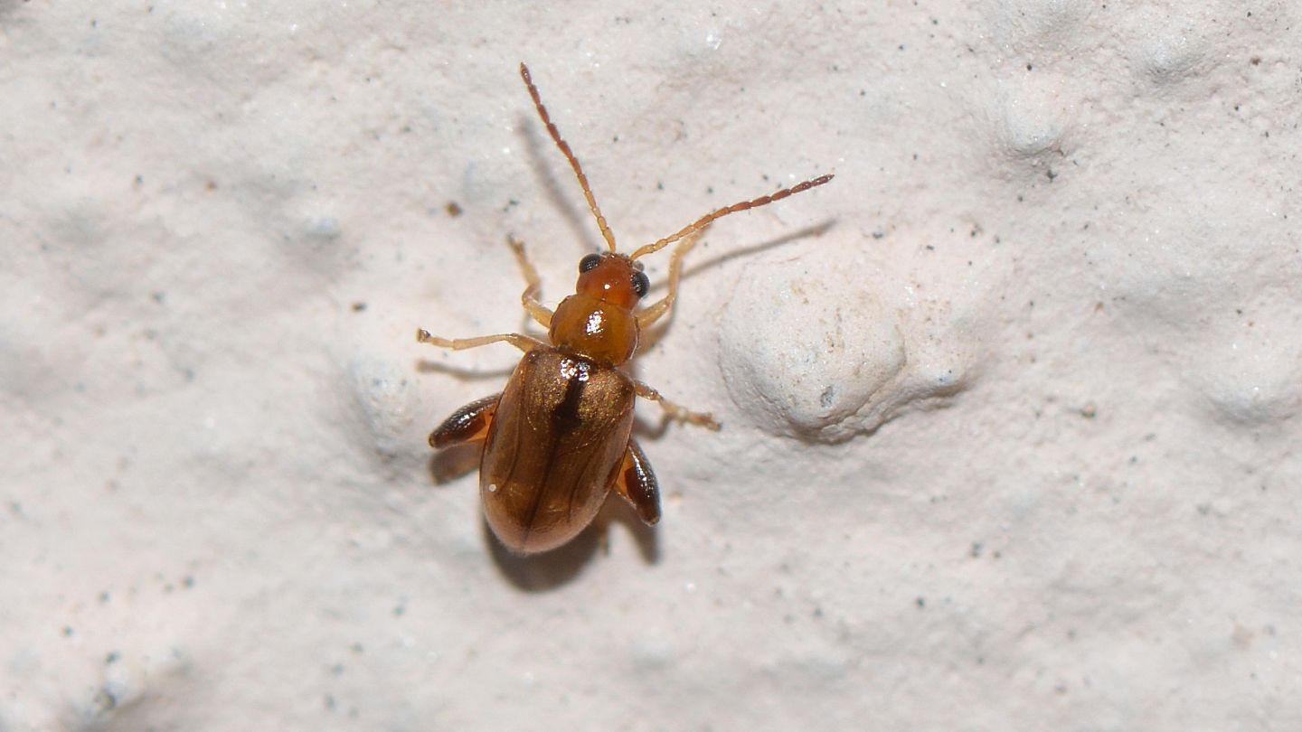 Chrysomelidae: Longitarsus sp.
