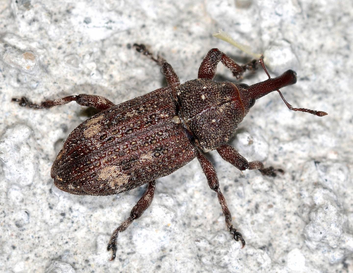 Curculionidae: Pissodes piceae