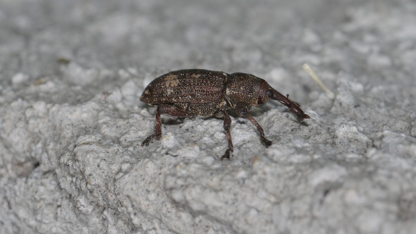 Curculionidae: Pissodes piceae