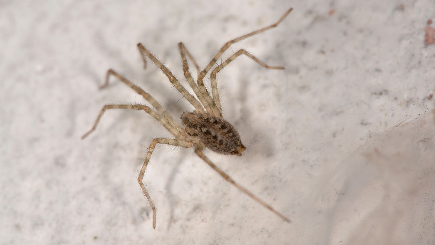 giovane Tegenaria sp. - Bannio Anzino (VCO)