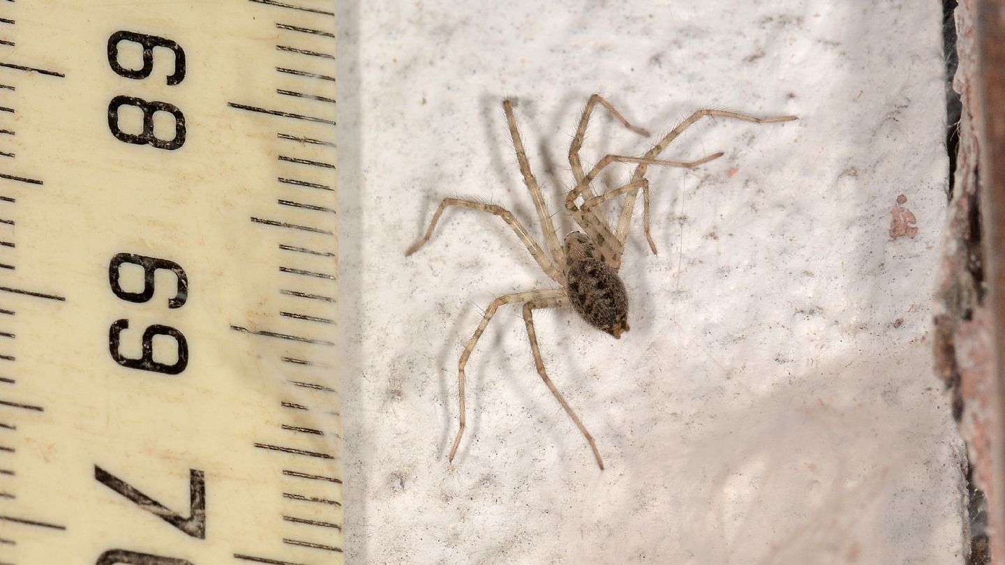 giovane Tegenaria sp. - Bannio Anzino (VCO)