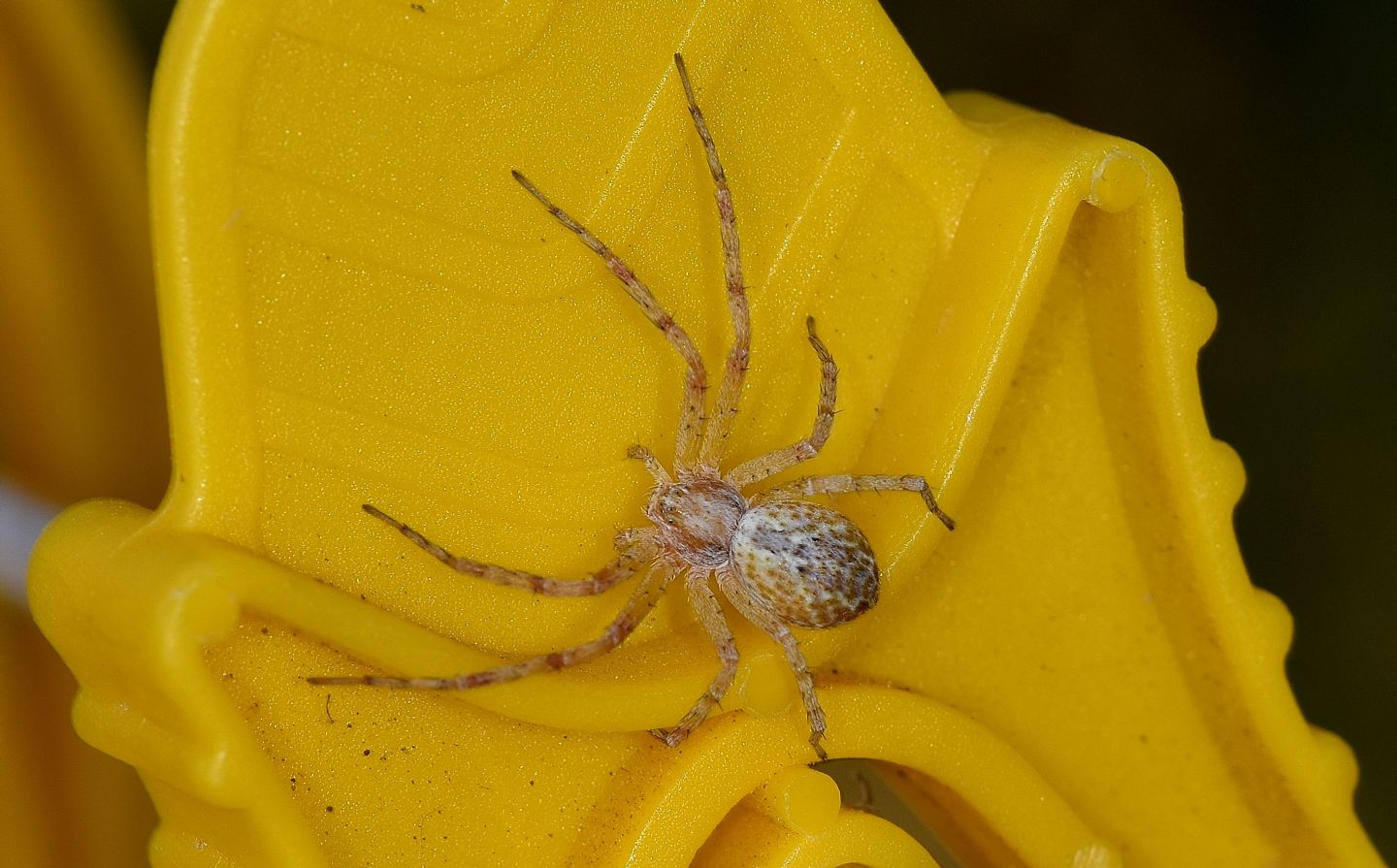 Philodromus sp. -  Corsica, presso Ile Rousse