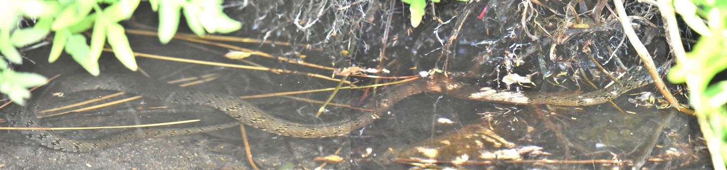 Serpente in Corsica: Natrix helvetica corsa