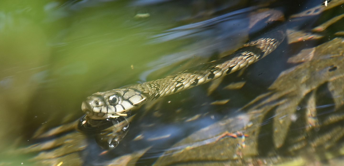 Serpente in Corsica: Natrix helvetica corsa