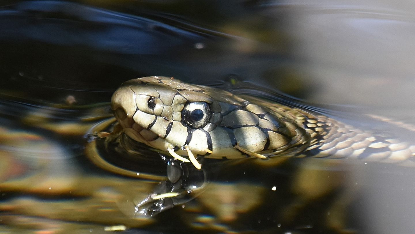 Serpente in Corsica: Natrix helvetica corsa