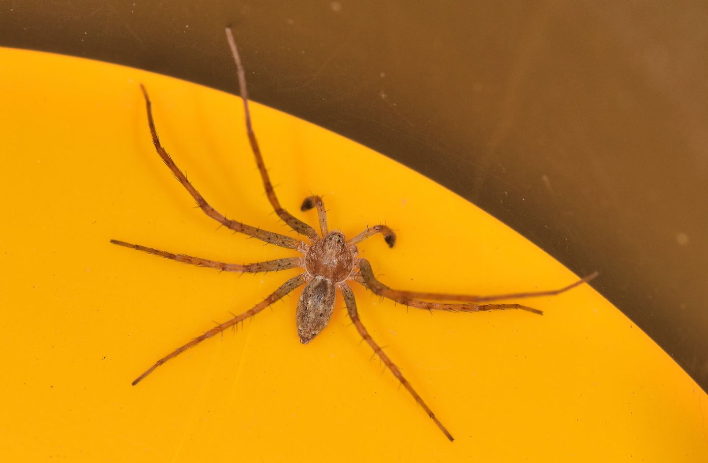 ragno ''spinoso'': Philodromus sp. - Corsica presso Ile Rousse