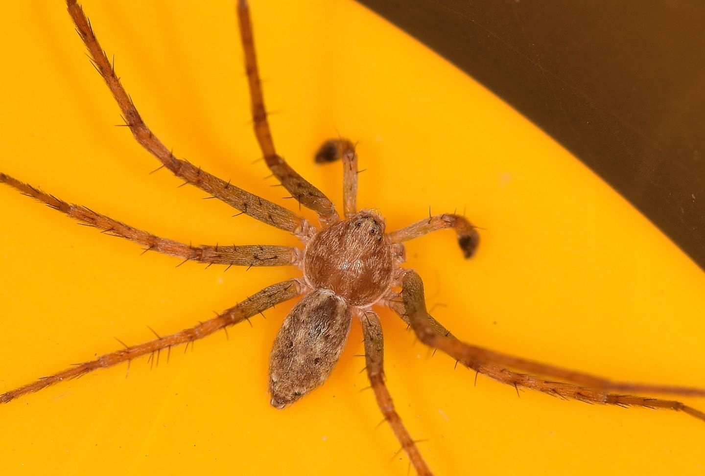 ragno ''spinoso'': Philodromus sp. - Corsica presso Ile Rousse