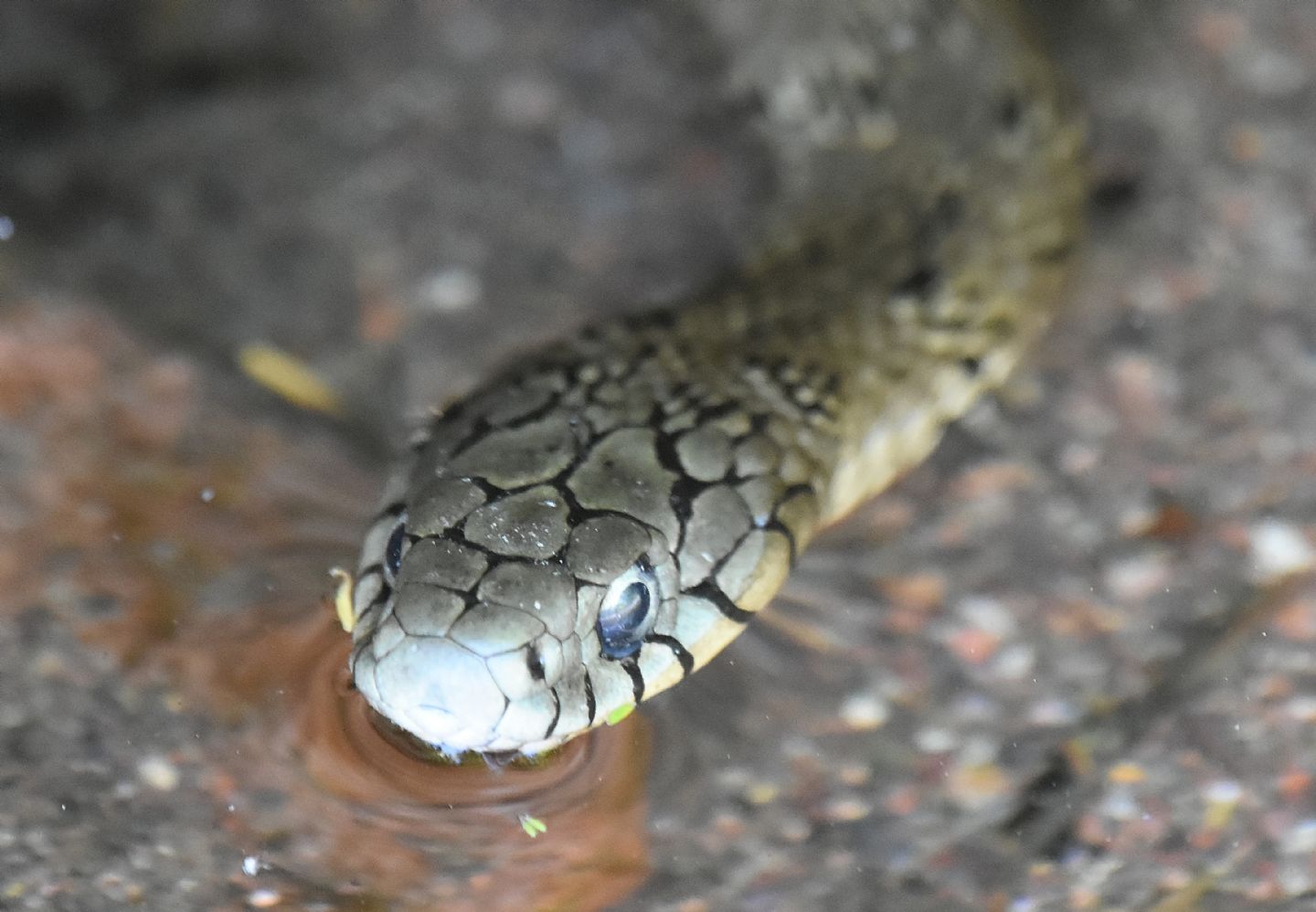 Serpente in Corsica: Natrix helvetica corsa