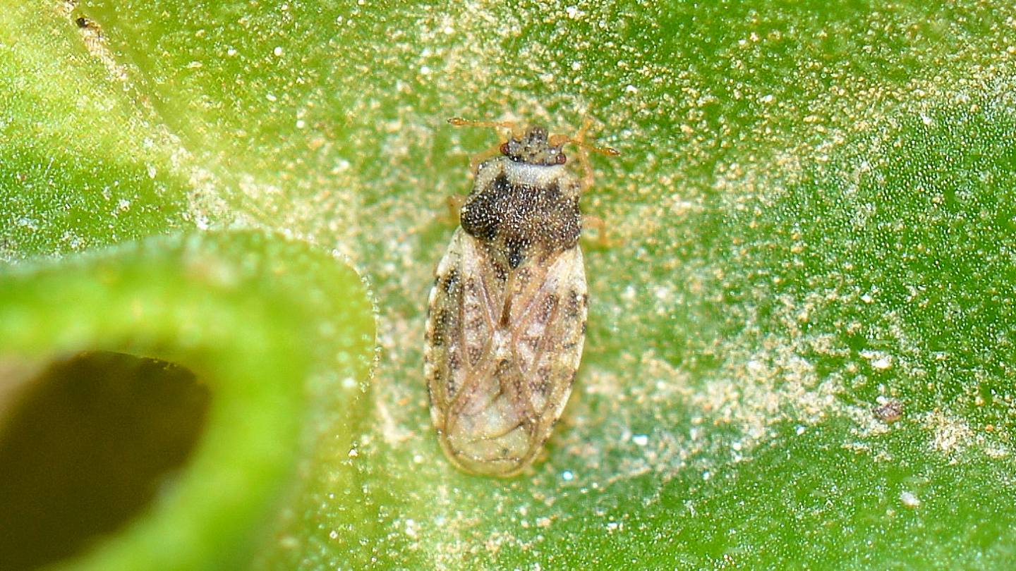 Piesmatidae: Piesma maculatum