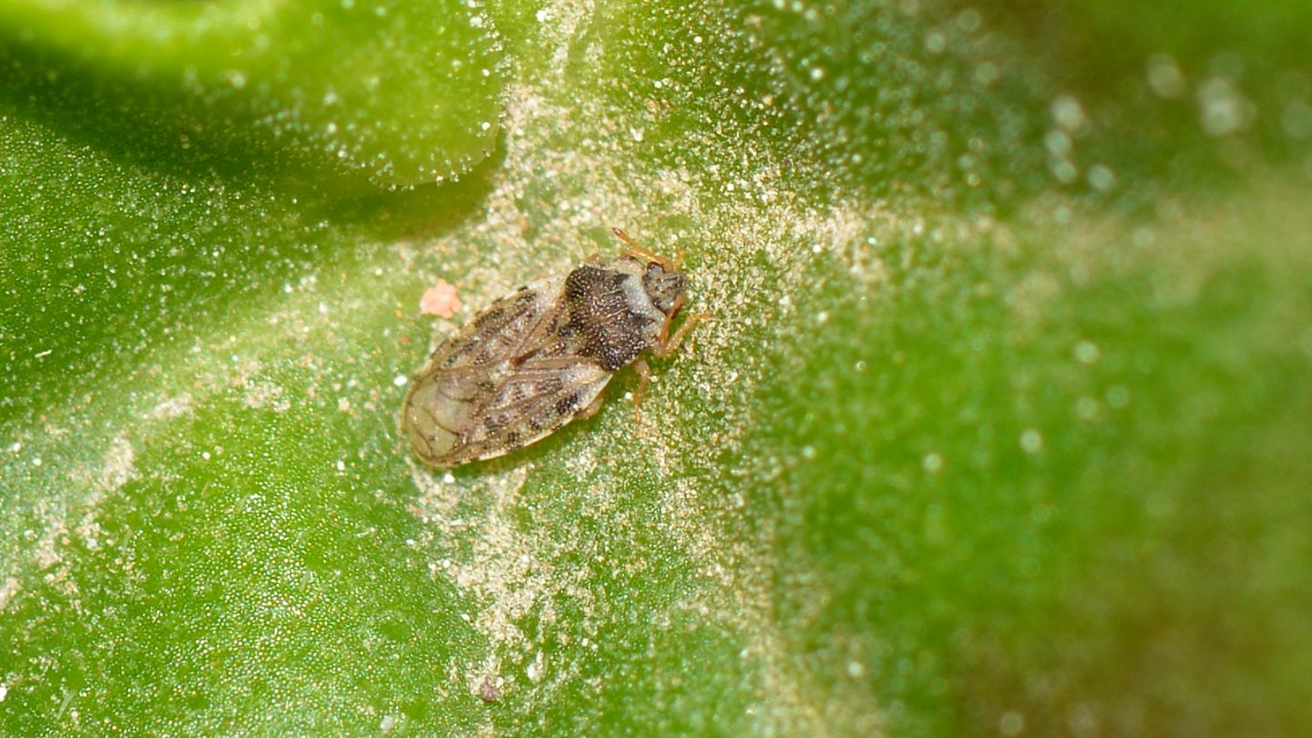 Piesmatidae: Piesma maculatum