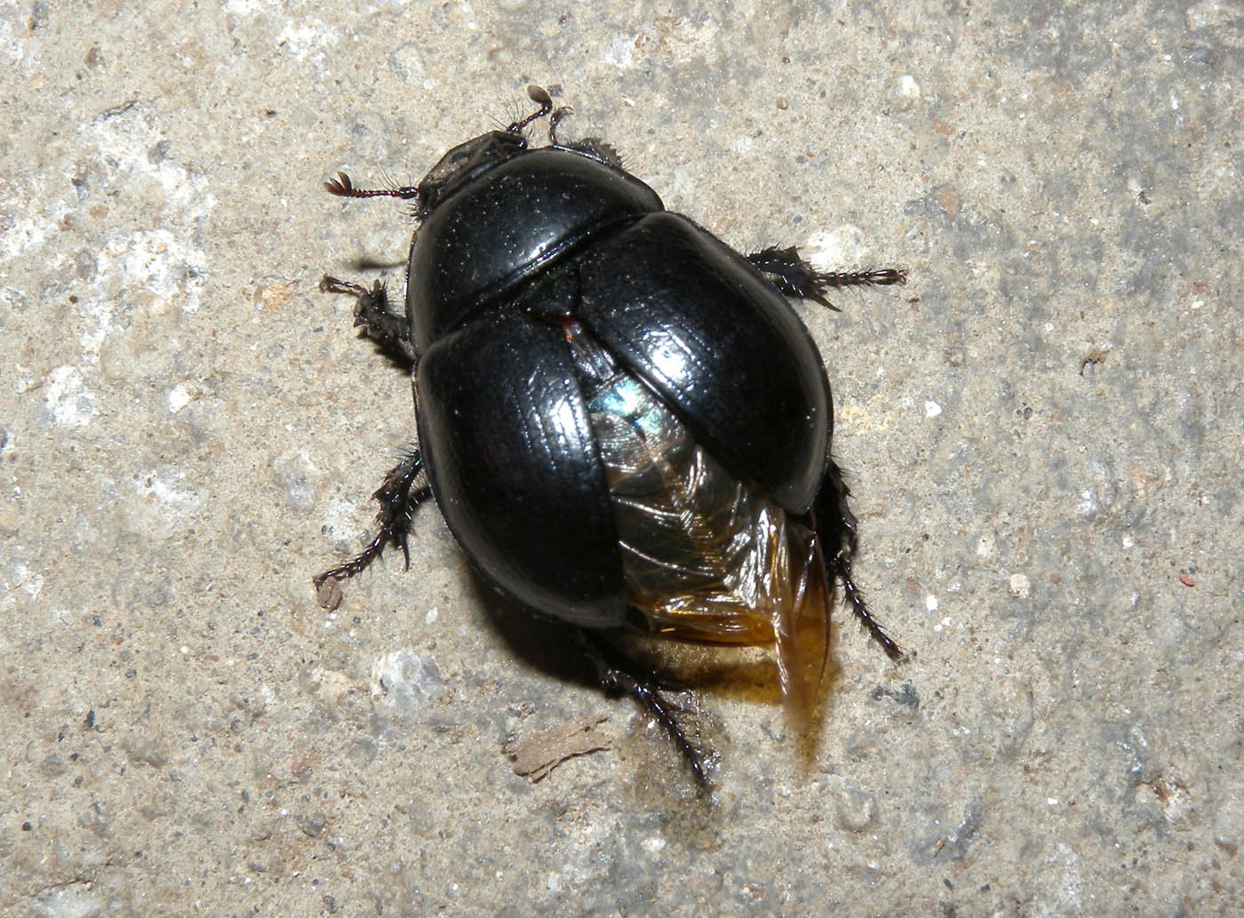 Geotrupidae da id.