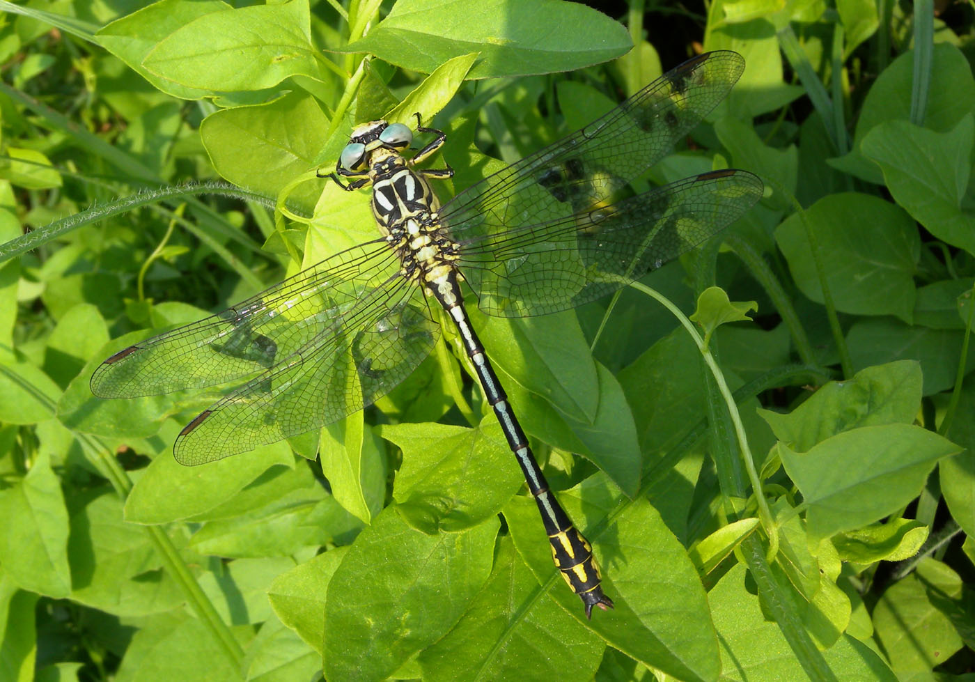 Gomphus flavipes!