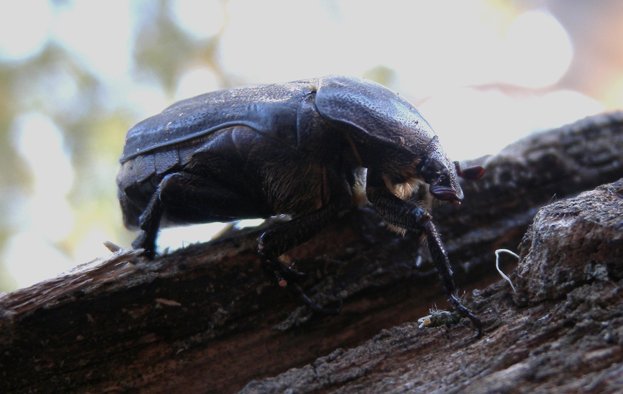 Cetoniidae sardo - Protaetia morio
