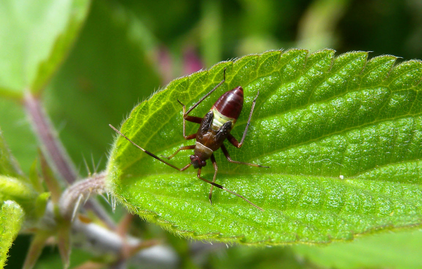 Miridae: Closterotomus biclavatus (ninfa) del Piemonte