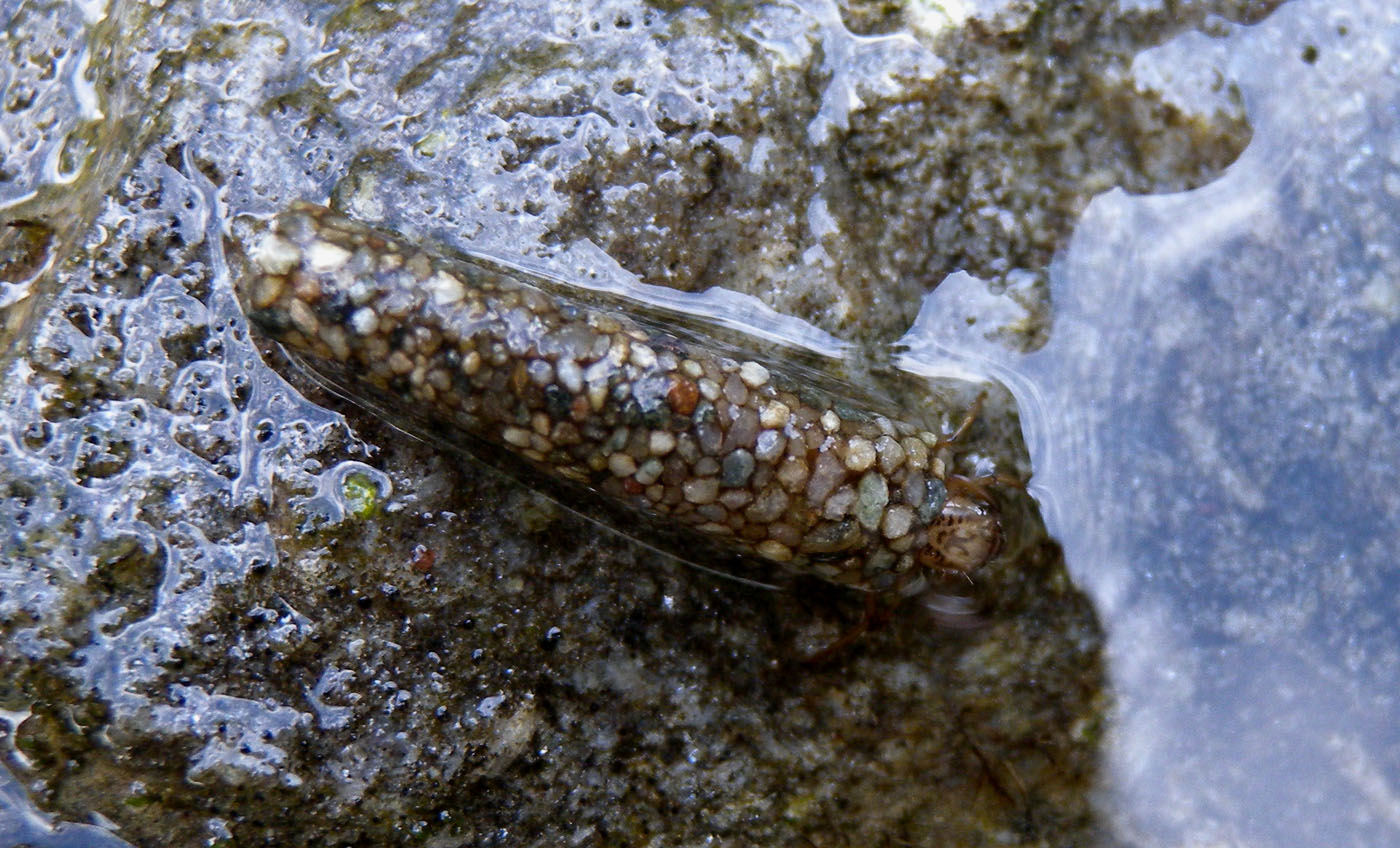 Mosaico - Astuccio di Odontocerum