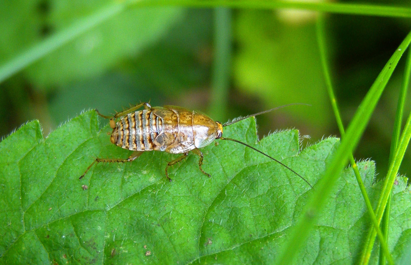 Ectobius sp