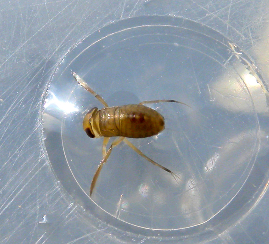 Corixidae indteterminati del Piemonte (VB)