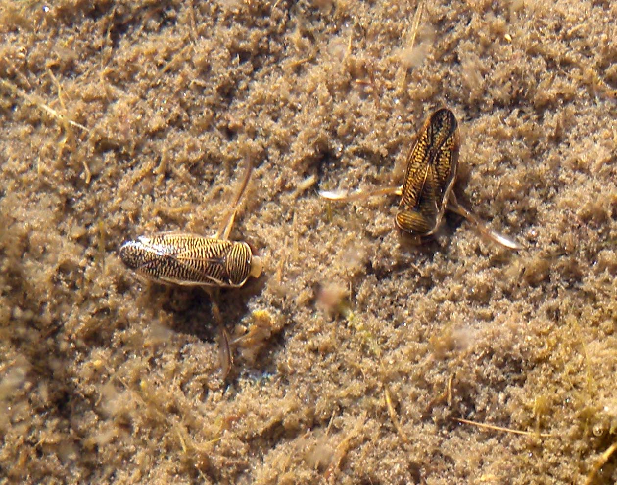 Corixidae indteterminati del Piemonte (VB)