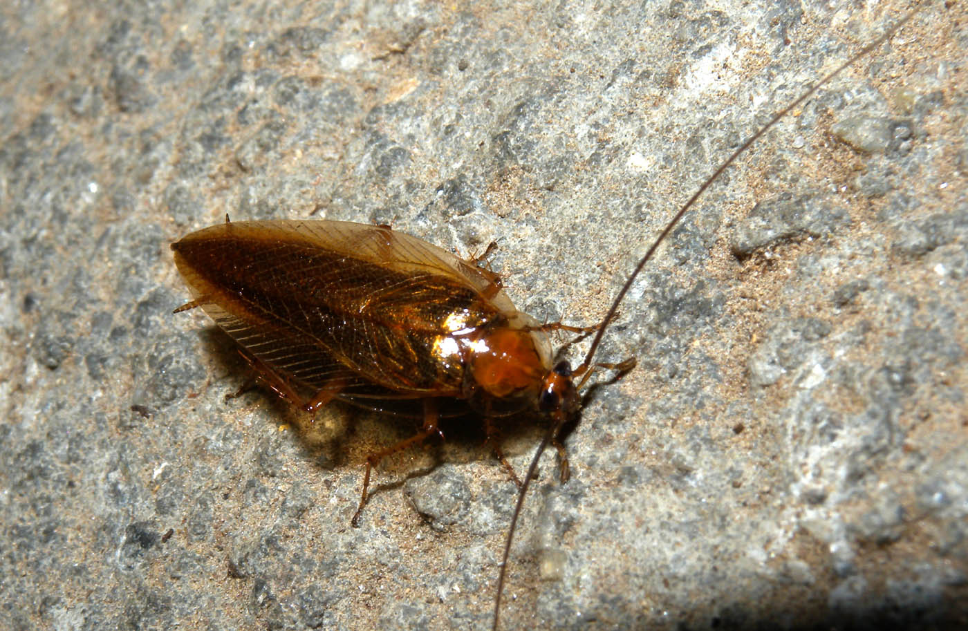 Ectobius sp