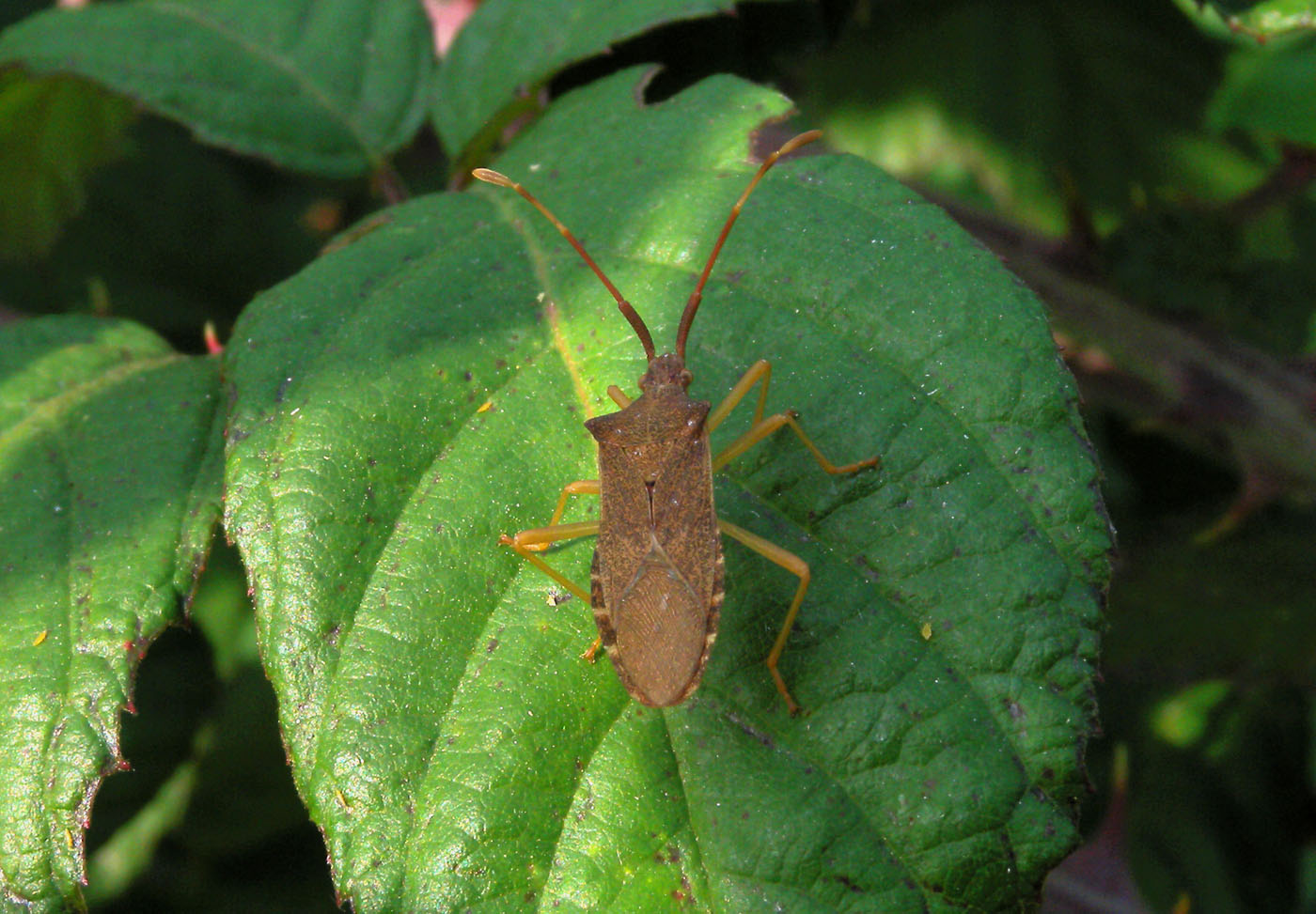 Coreidae: Gonocerus acuteangulatus della Lombardia (MI)