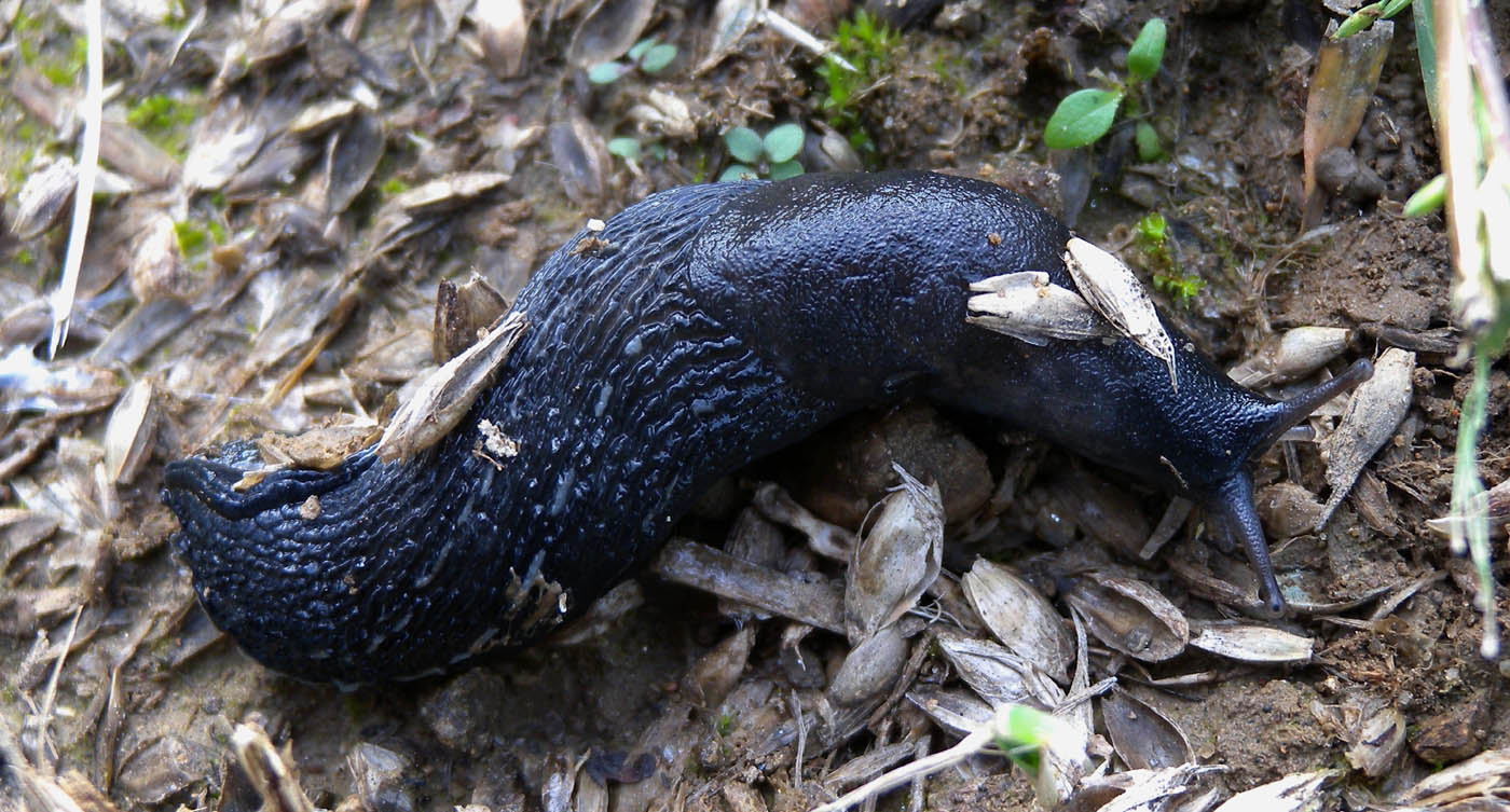 Limax amaliae da Paullo (MI)