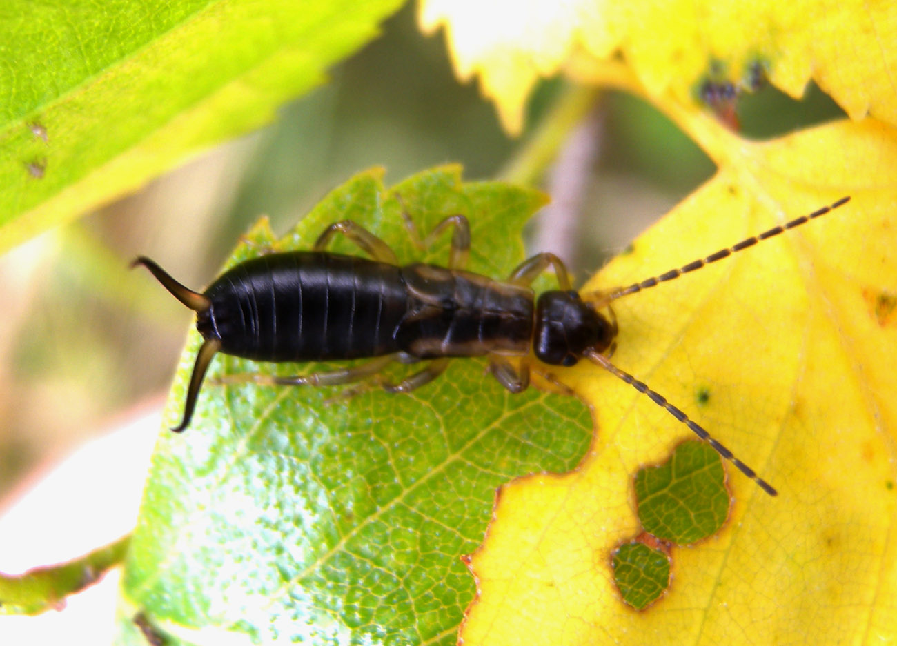 Forficula auricularia dal Val Anzasca (VB)
