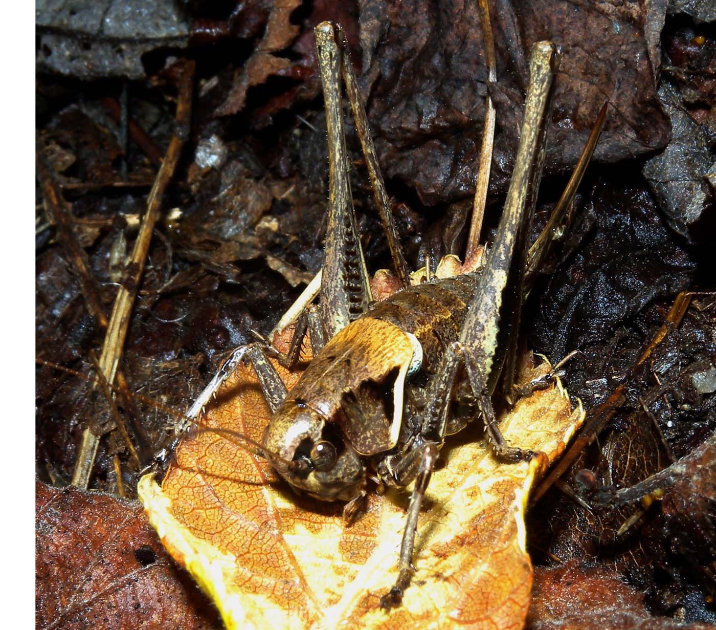 Tettigoniidae - Pholidoptera aptera