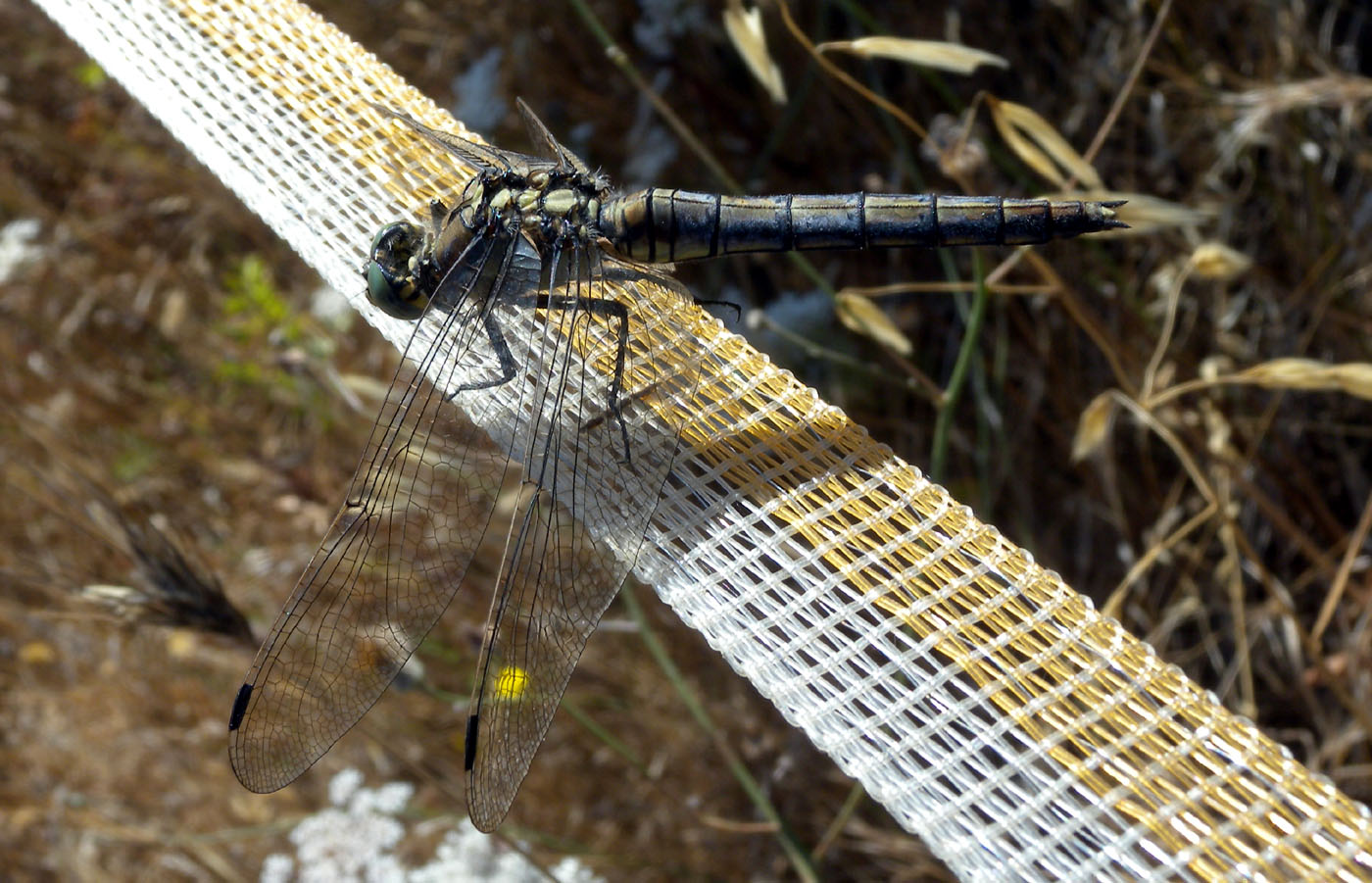 Orthetrum sardo: O. cancellatum
