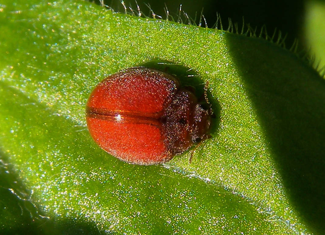 Subcoccinella vigintiquatuorpunctata priva di macchie