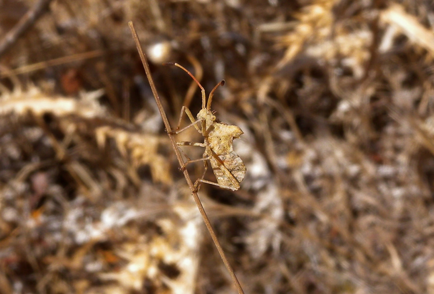 Coreidae: Centrocoris cf spiniger della Sardegna