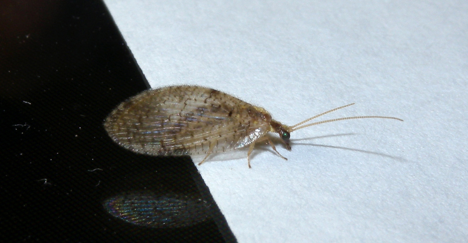 Hemerobiidae: Hemerobius cfr. humulinus