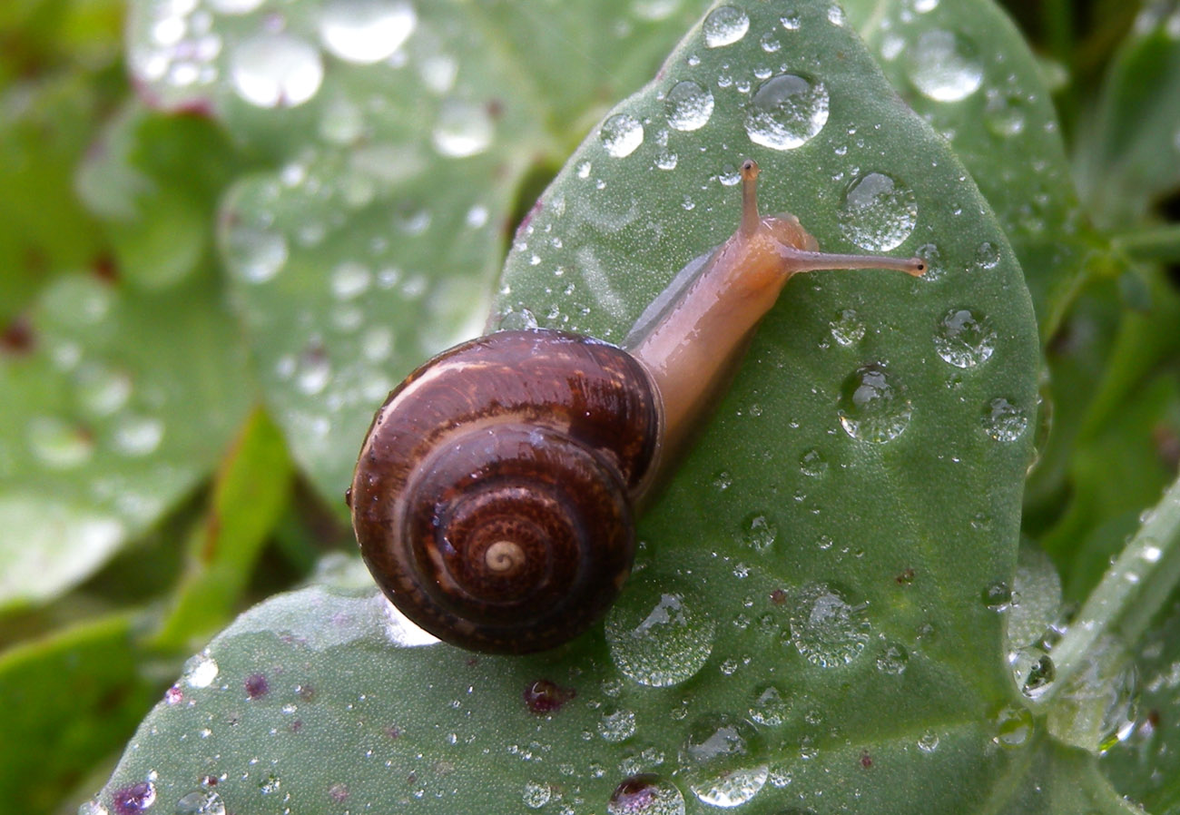 Chiocciola da id.