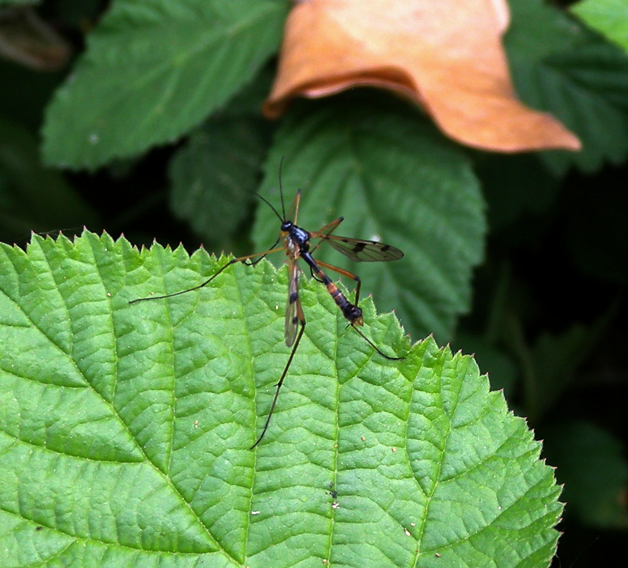 Ptychoptera cfr. contaminata, maschio