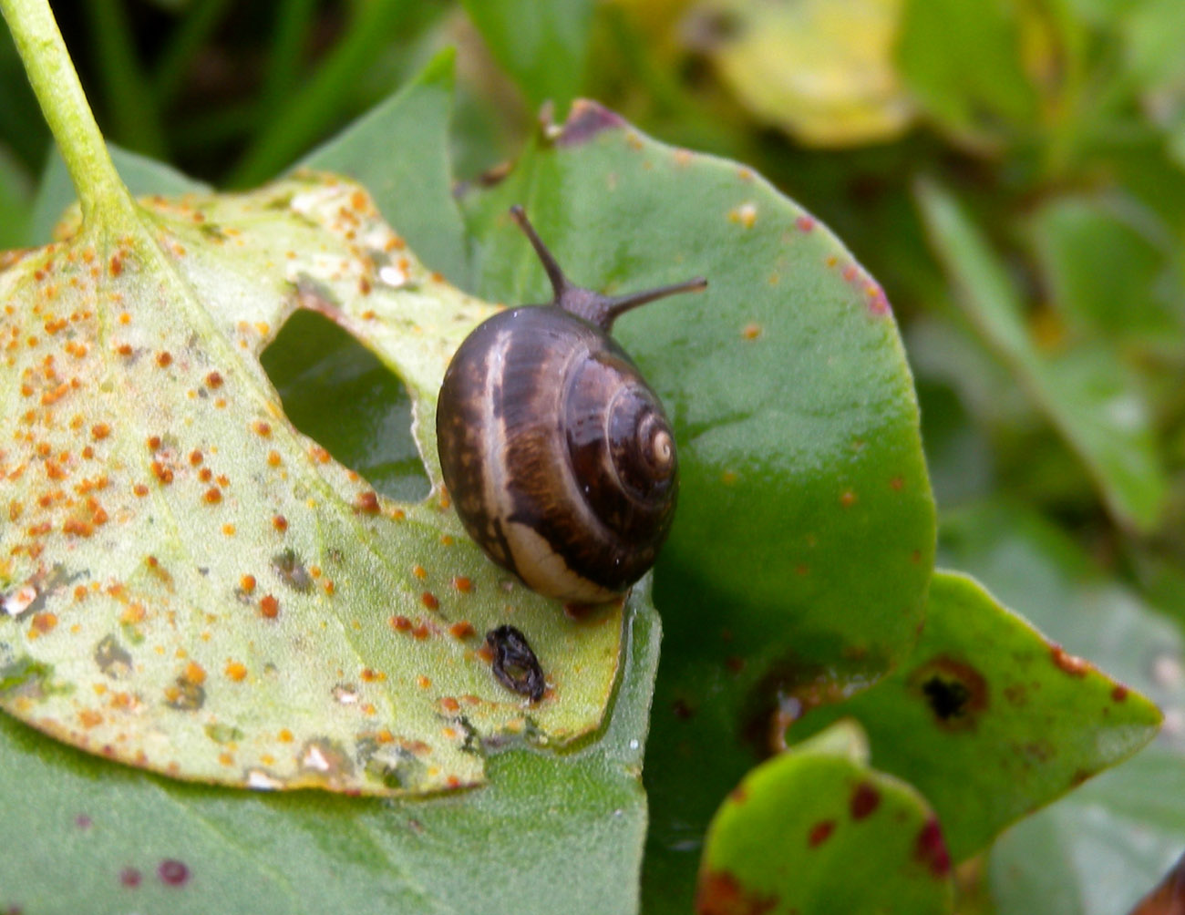 Chiocciola da id.