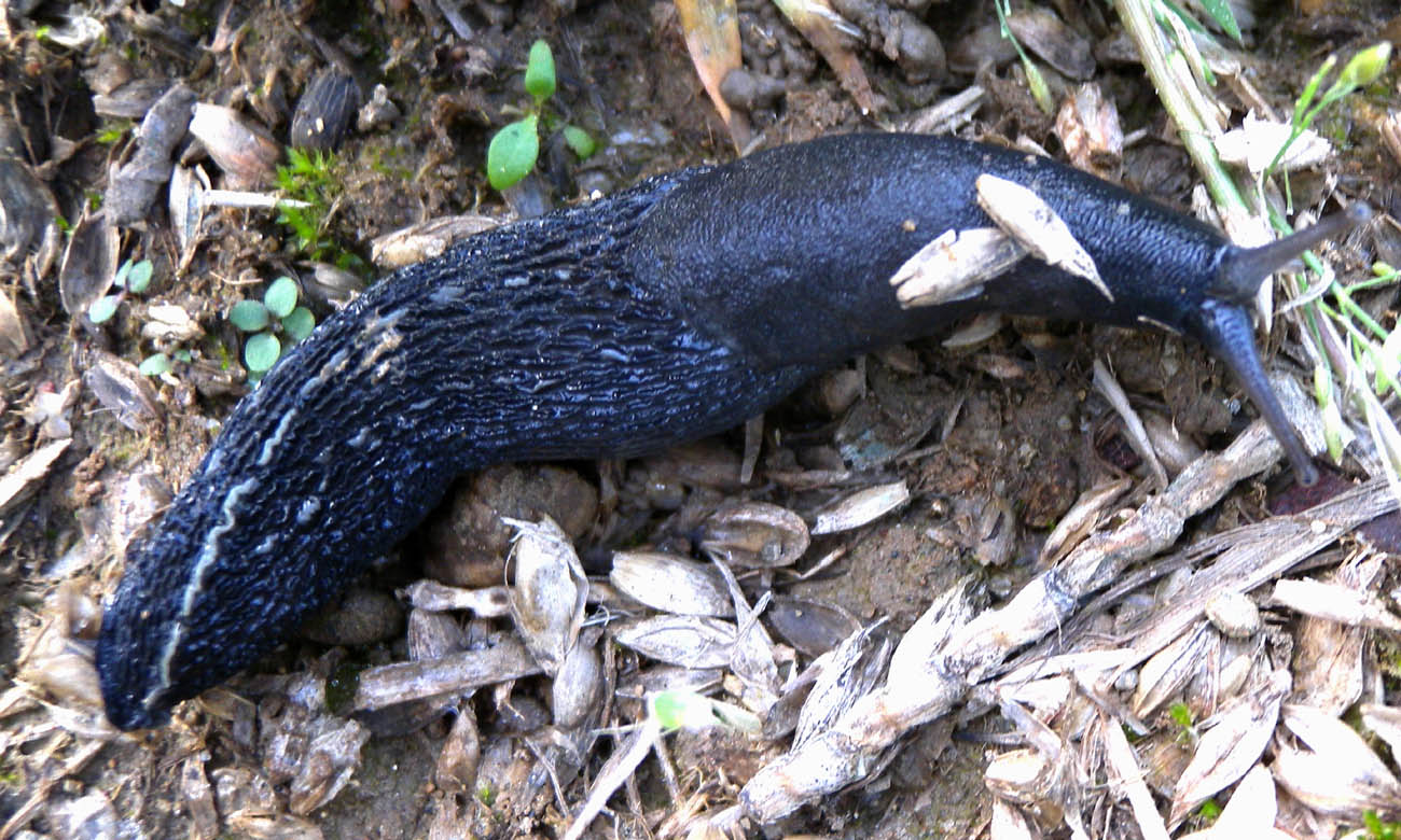 Limax amaliae da Paullo (MI)