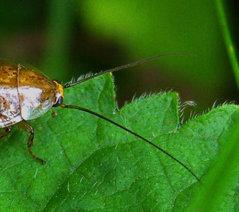 Ectobius sp