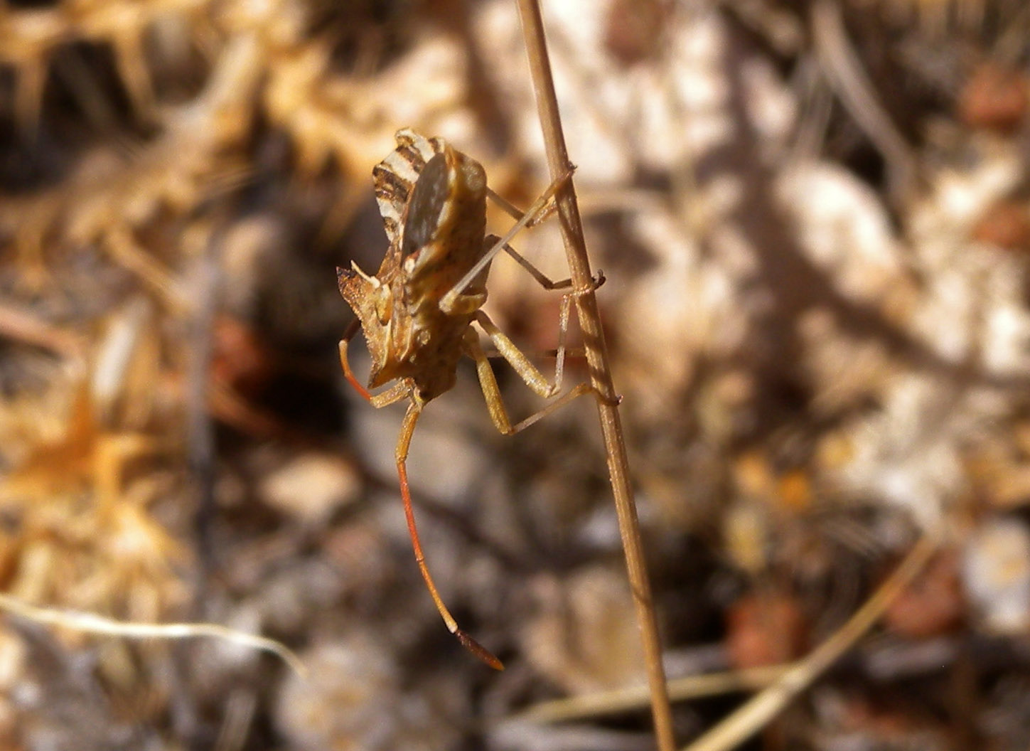Coreidae: Centrocoris cf spiniger della Sardegna