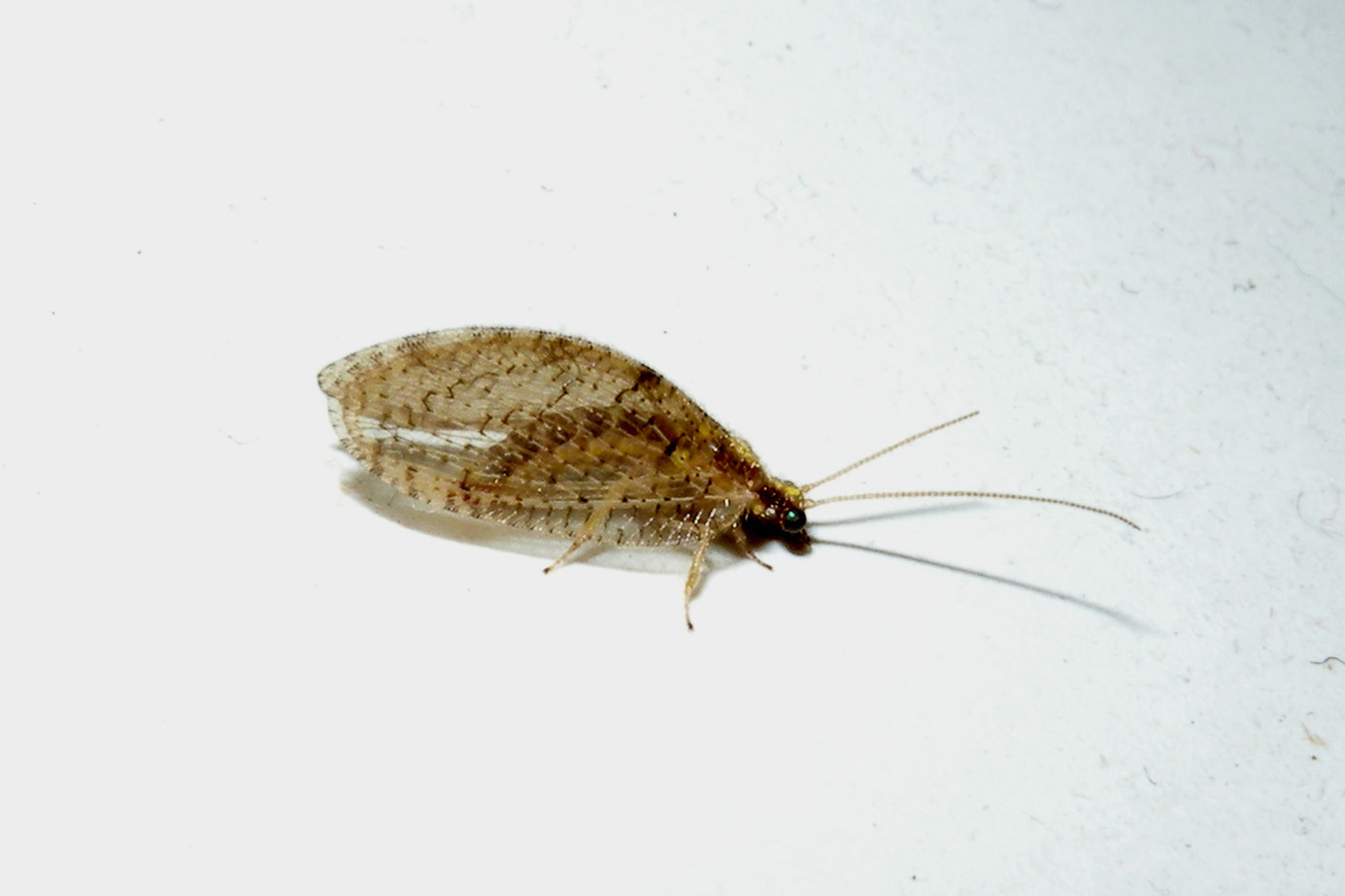 Hemerobiidae: Hemerobius cfr. humulinus