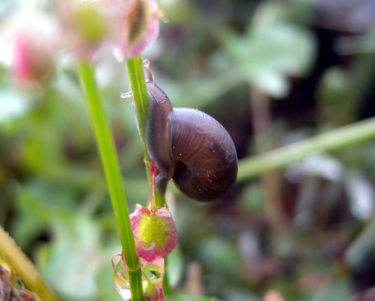Chiocciola da id.
