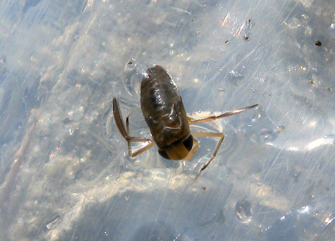 Corixidae indteterminati del Piemonte (VB)
