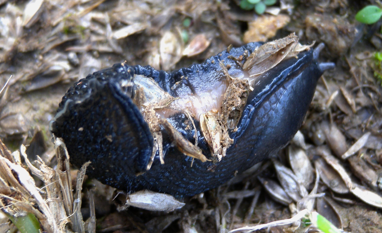 Limax amaliae da Paullo (MI)