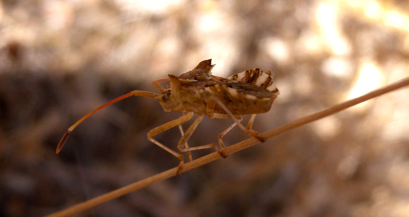 Coreidae: Centrocoris cf spiniger della Sardegna