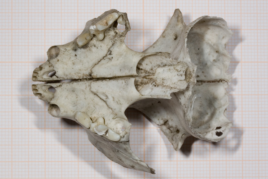 Cranio Gatto.