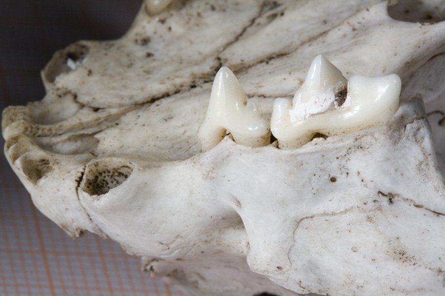 Cranio Gatto.