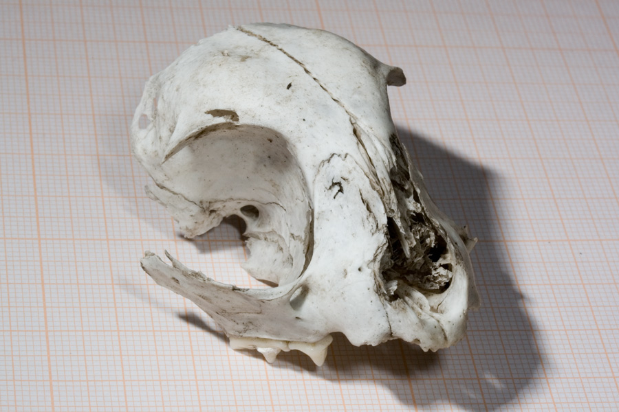 Cranio Gatto.
