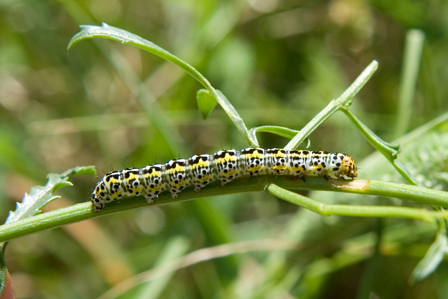 ... su Scrophularia canina: Cucullia blattariae