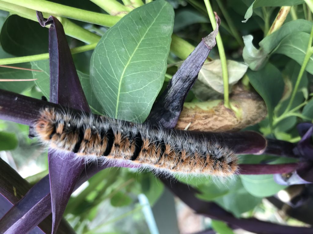 Help! Non capisco cosa sia... Lasiocampa quercus